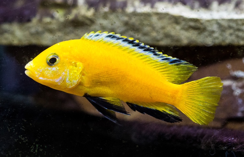 Labidochromis caeruleus 'Ruarwe'
